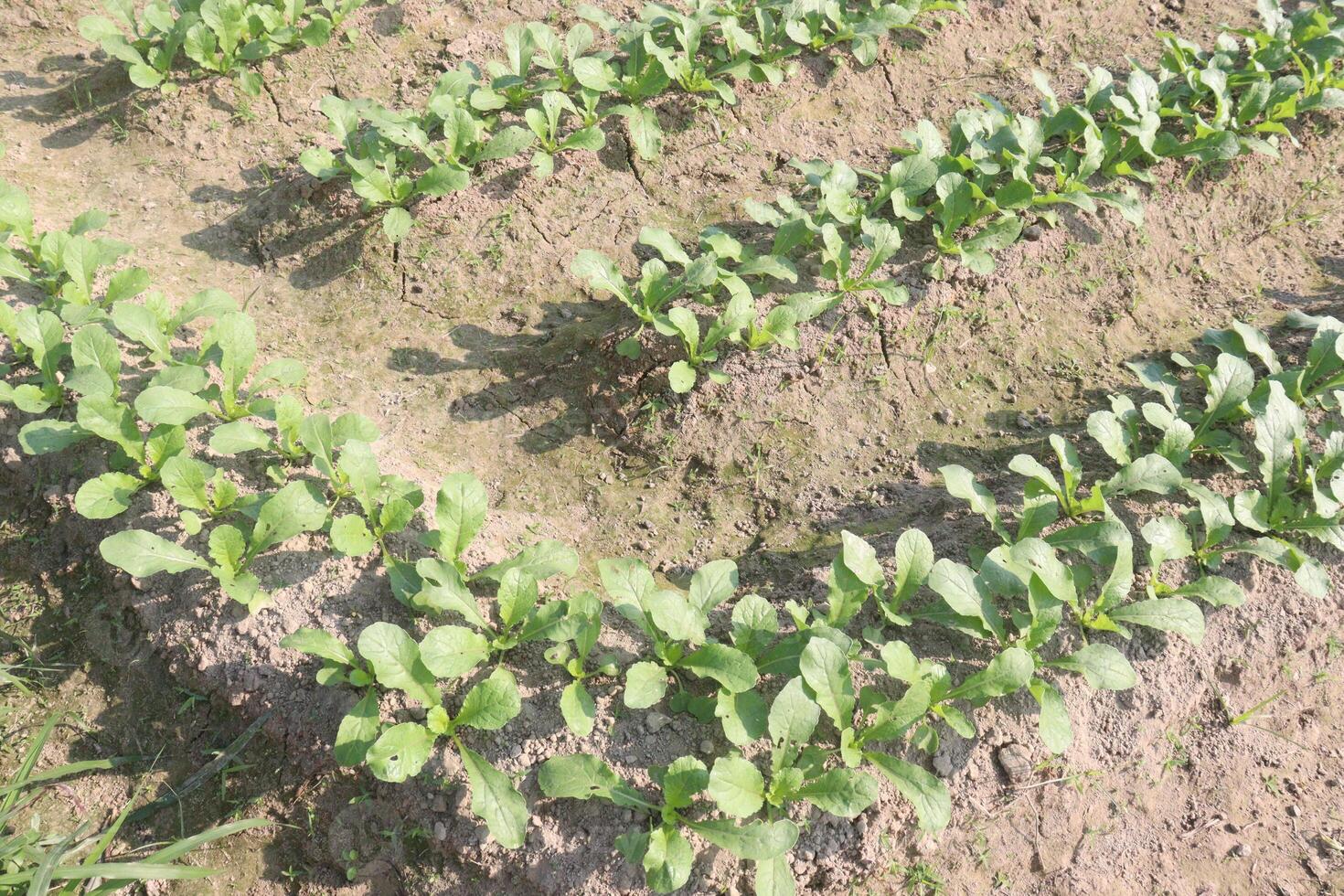 A row of plants in a field photo