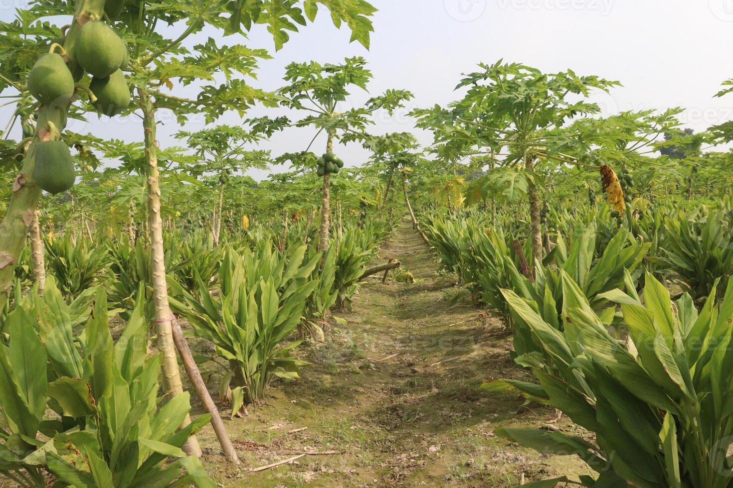 A field of green plants photo