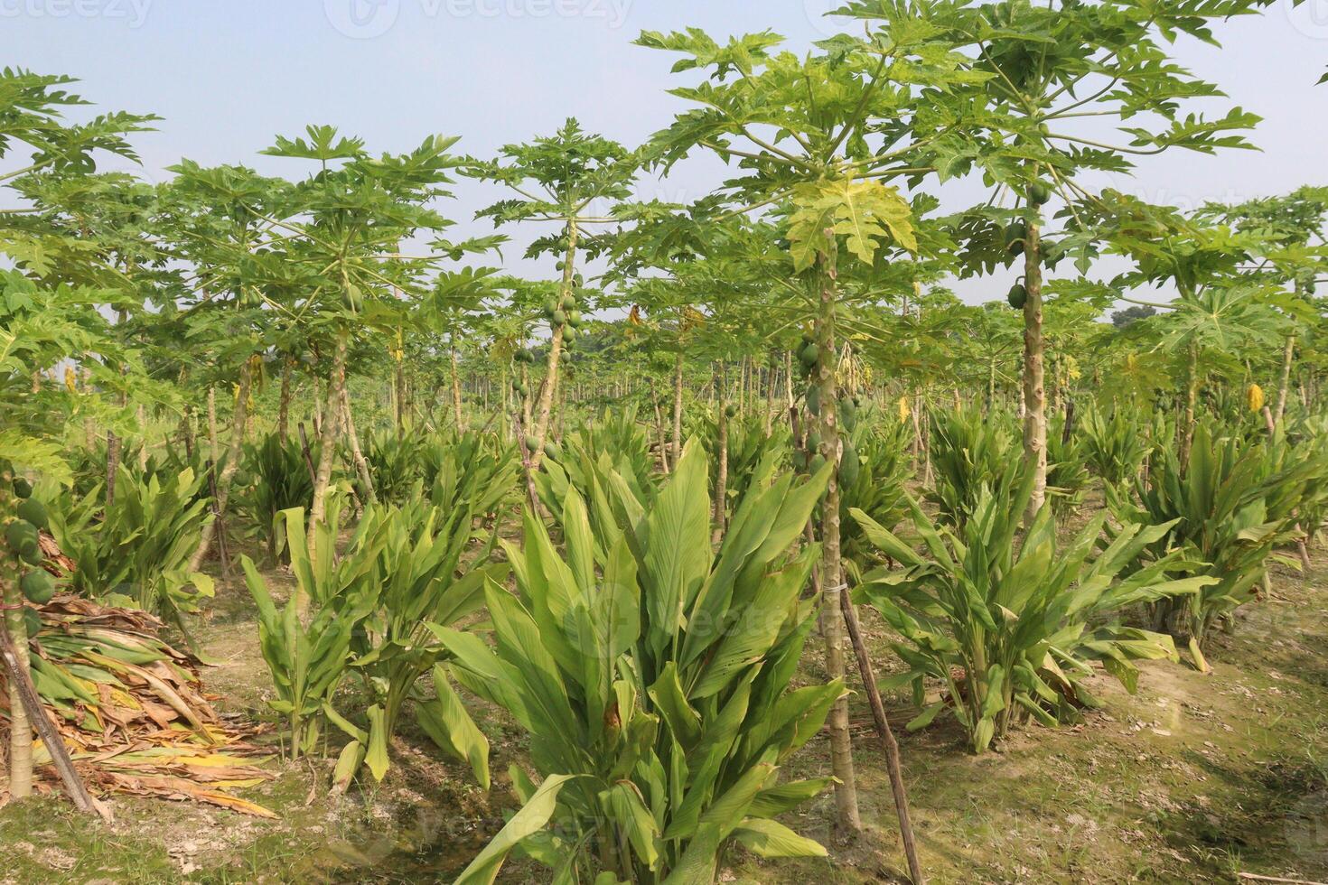 A field of green plants photo