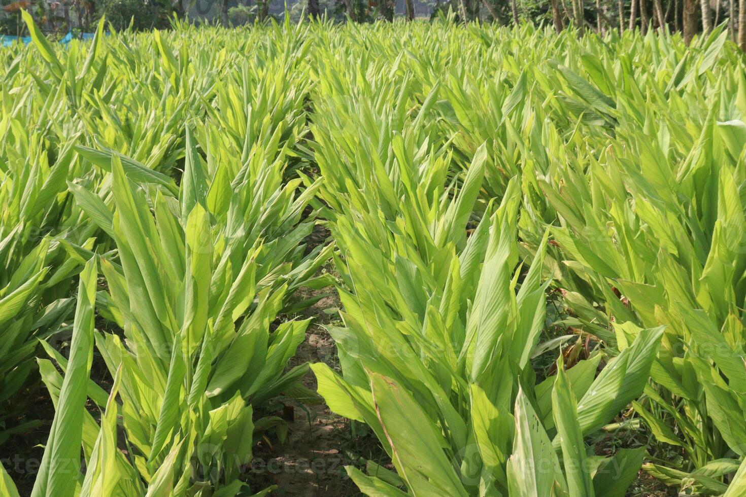 A field of green plants with tall green leaves photo