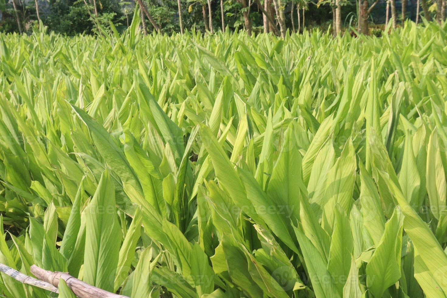A field of tall green plants with a fence photo