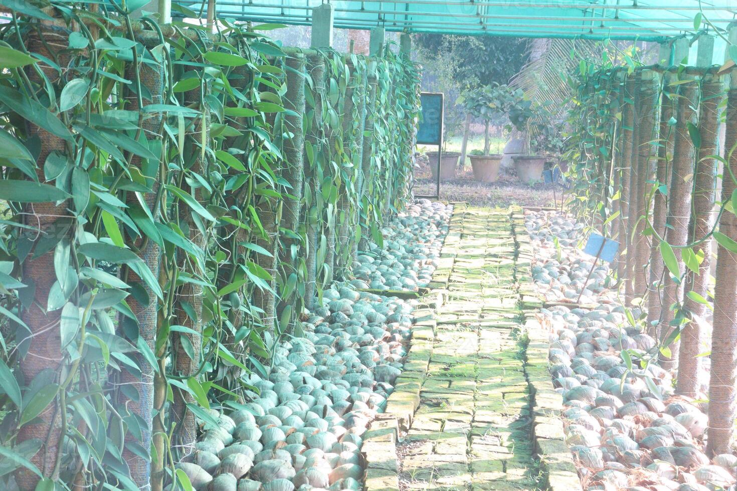 A pathway lined with plants and stones photo