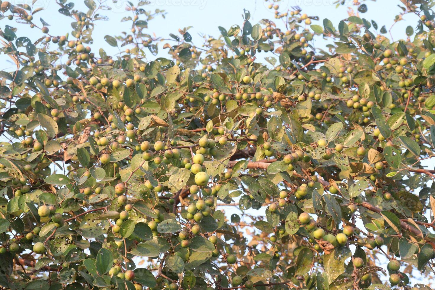 A bird sitting on a tree branch with fruit on it photo