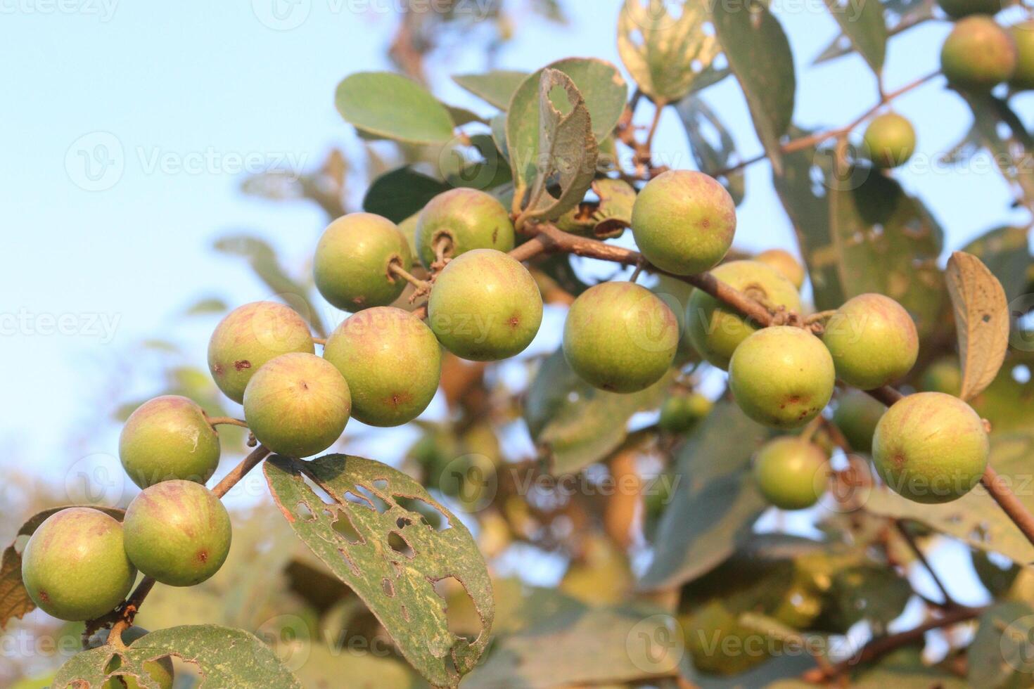 A tree with many green fruits hanging on it photo