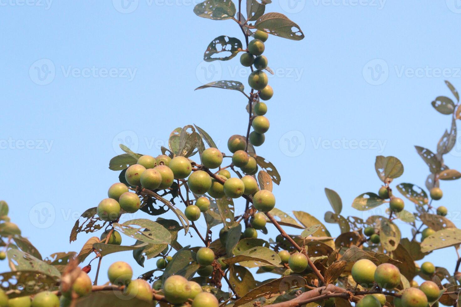A tree with green fruit on it photo