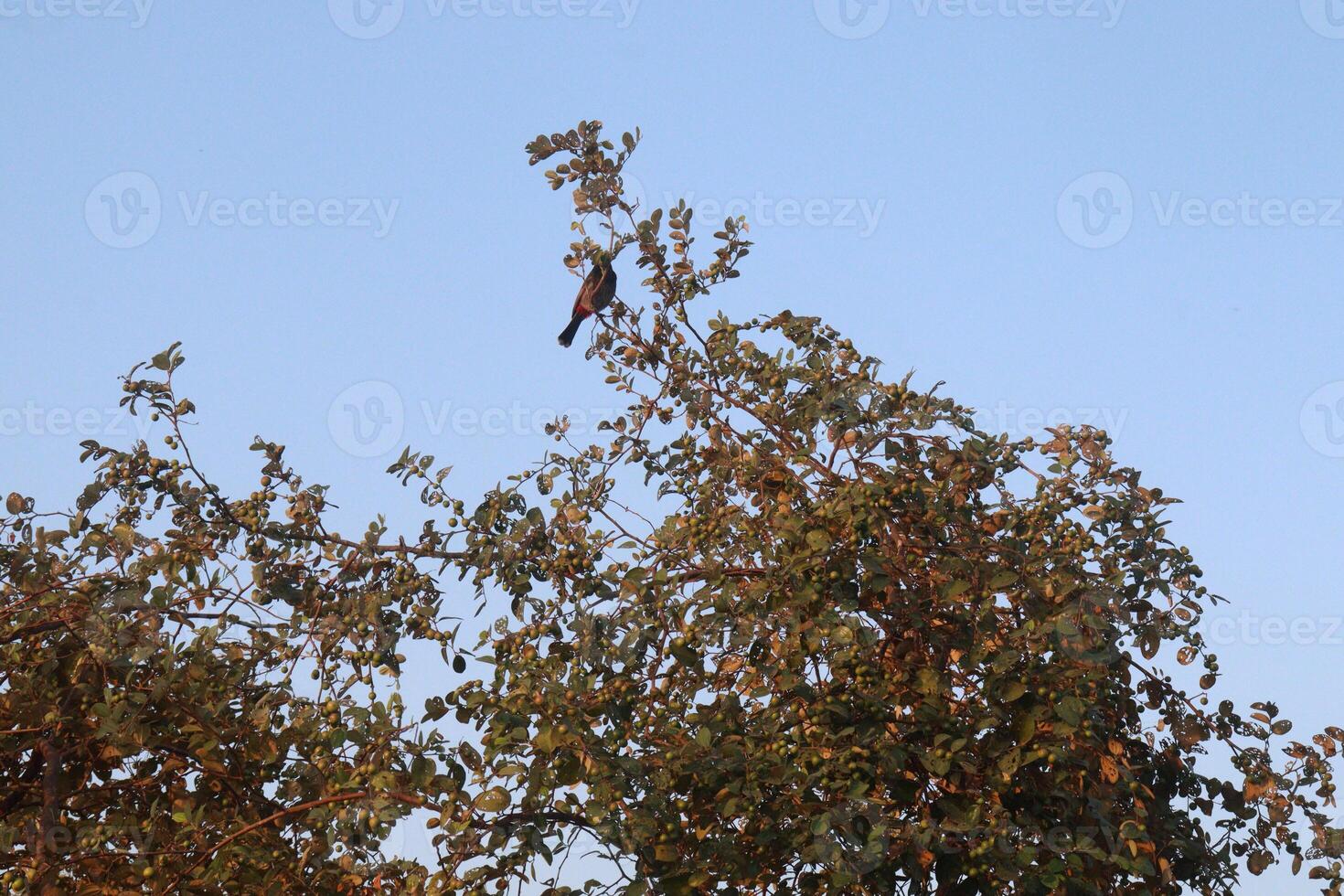 A bird is perched on a tree branch photo