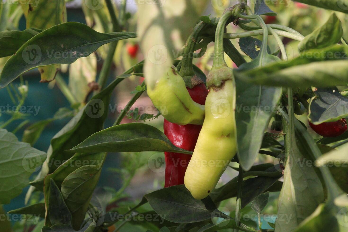 A bunch of peppers growing on a plant photo