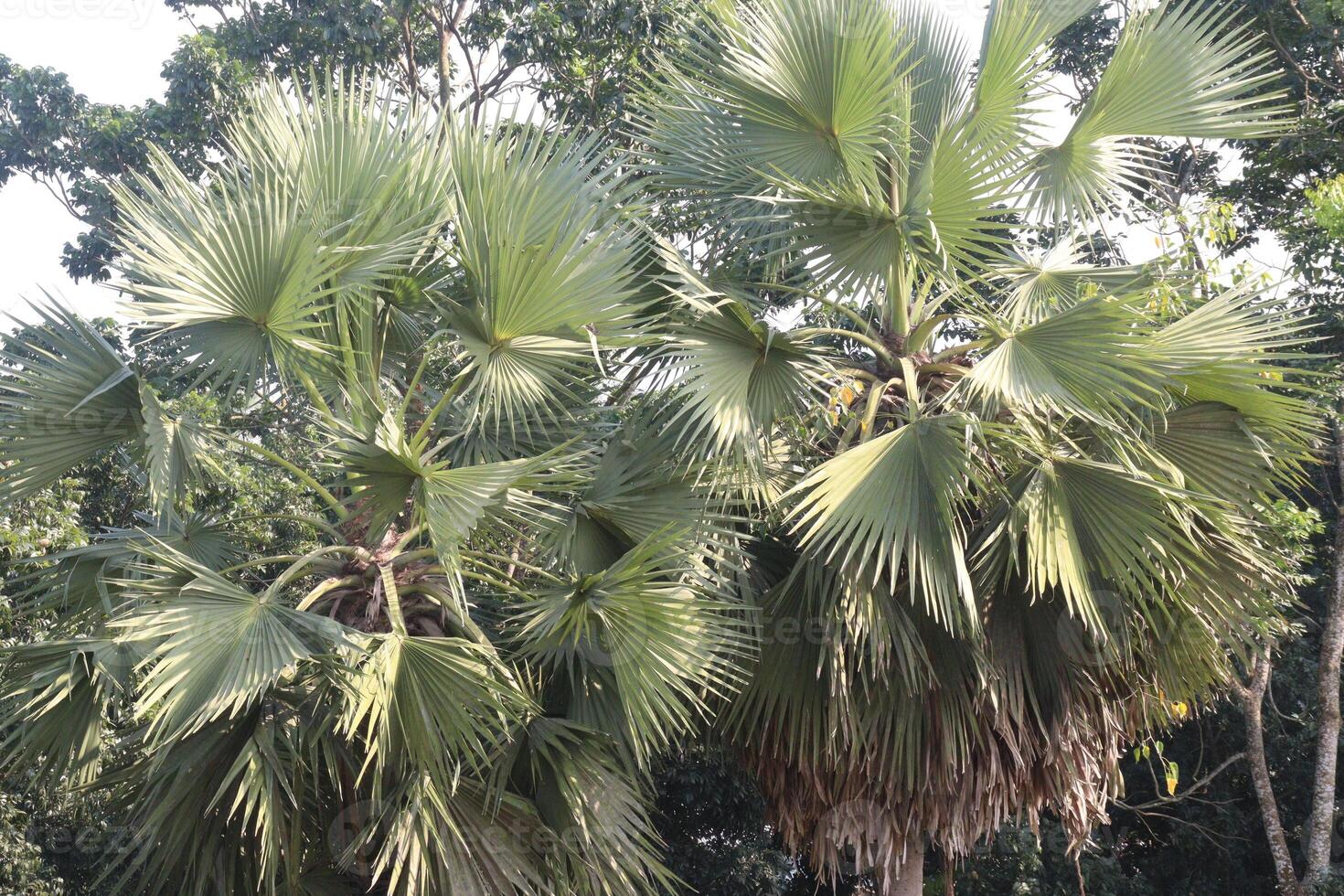 A large palm tree photo