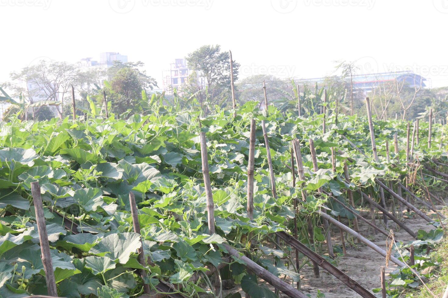 A field of green plants photo