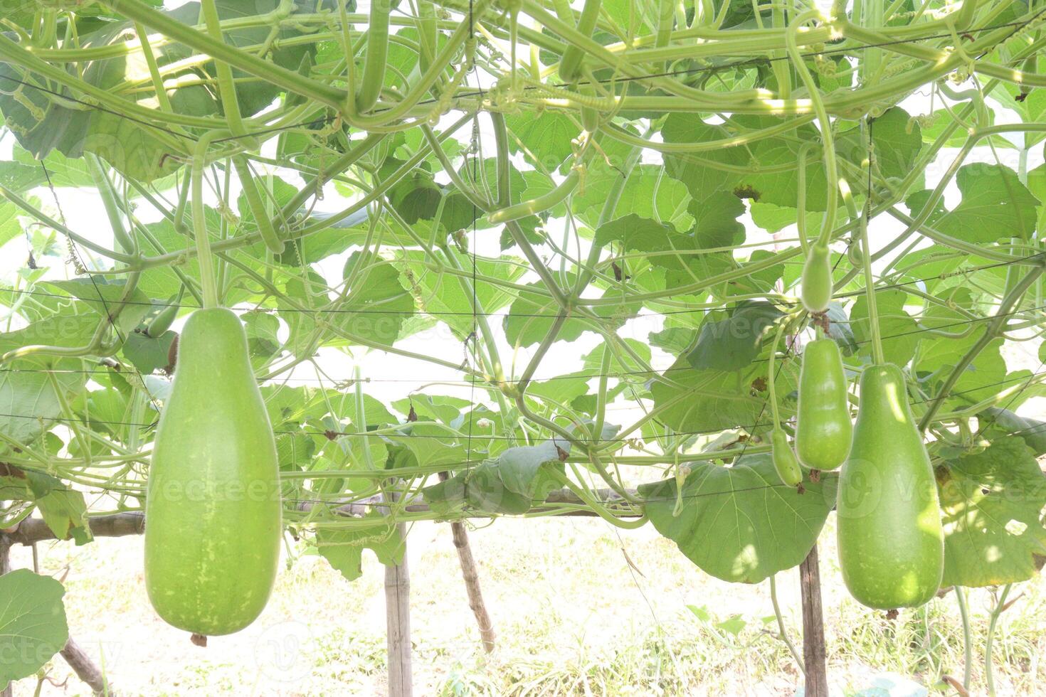 A bunch of green cucumbers hanging from a tree photo