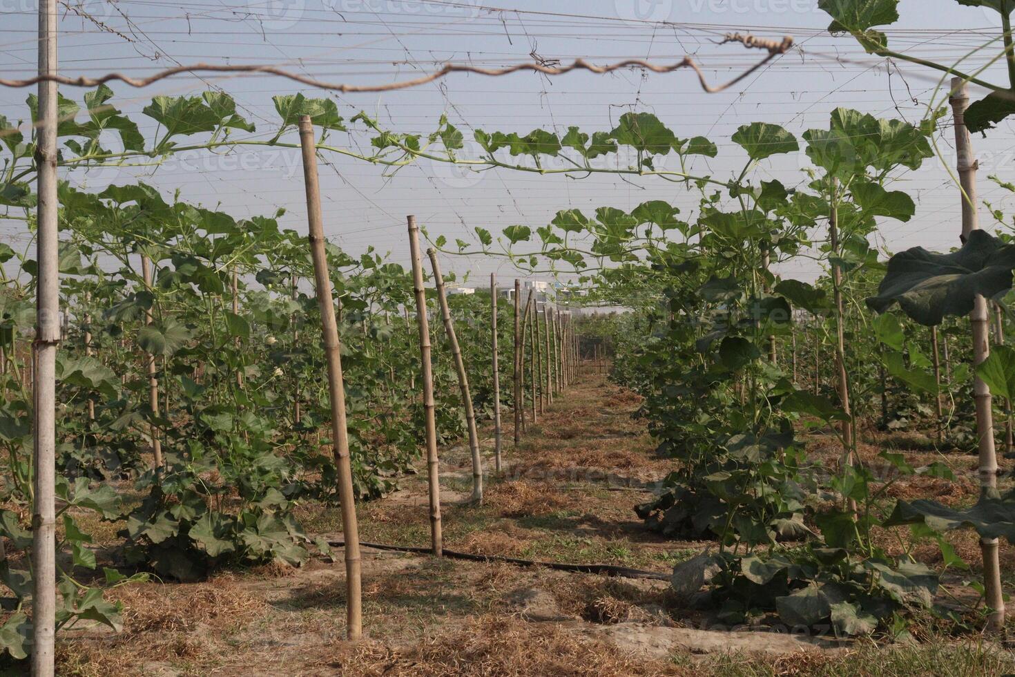 A row of plants growing in a field photo