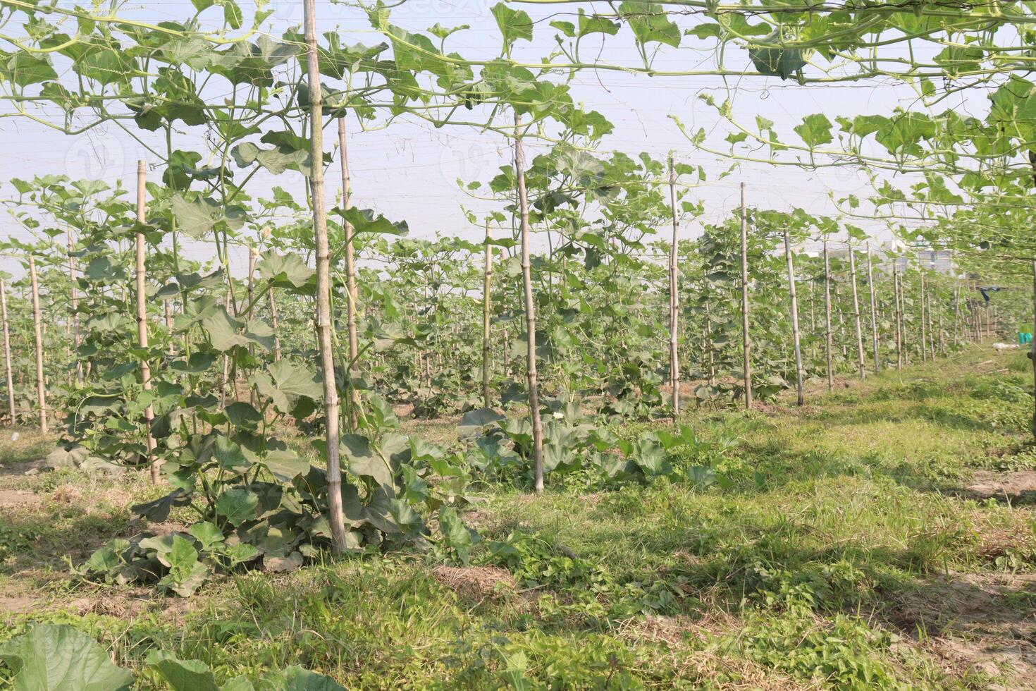 A field of green plants photo