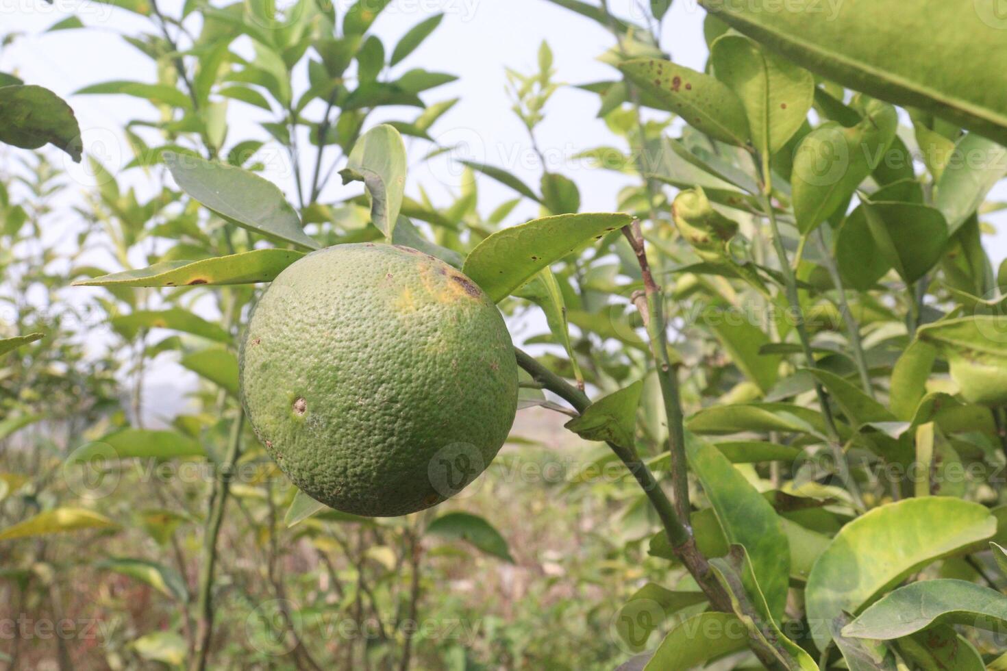 A green fruit hanging on a tree photo