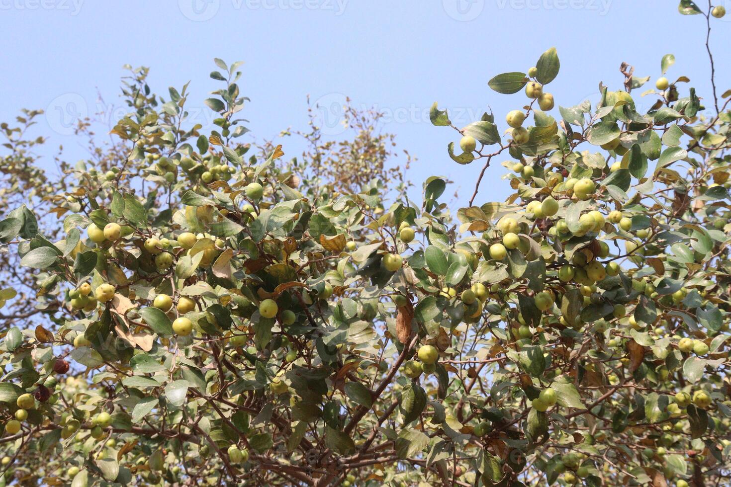 A bird is perched on a tree branch with green leaves photo