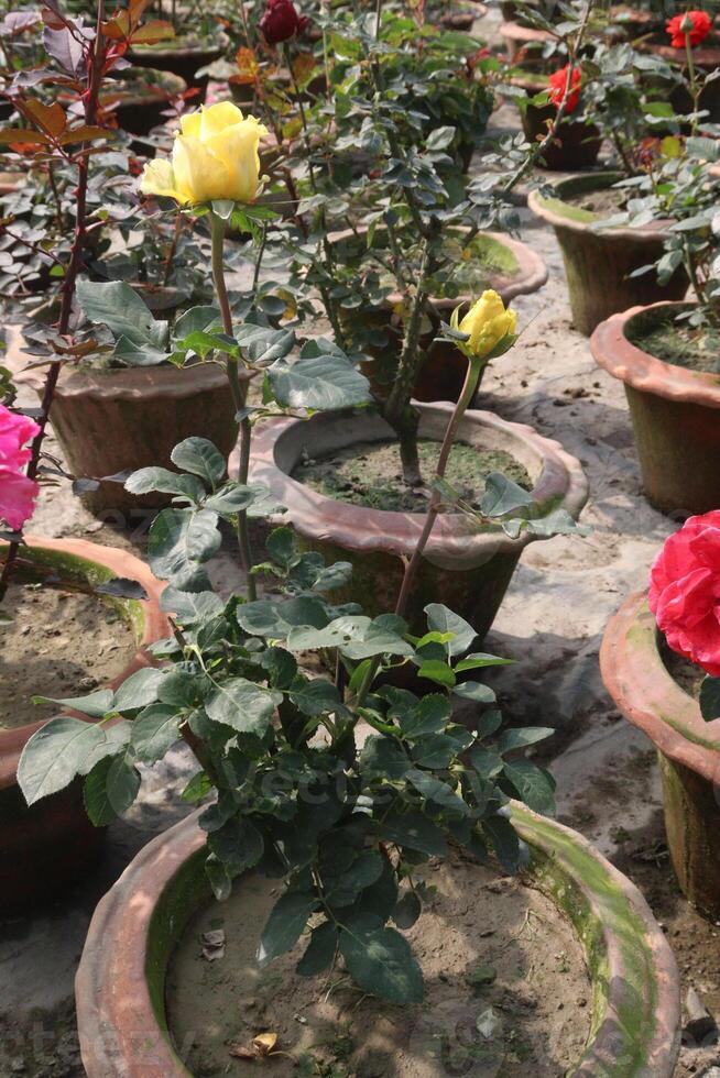A row of pots with flowers in them photo