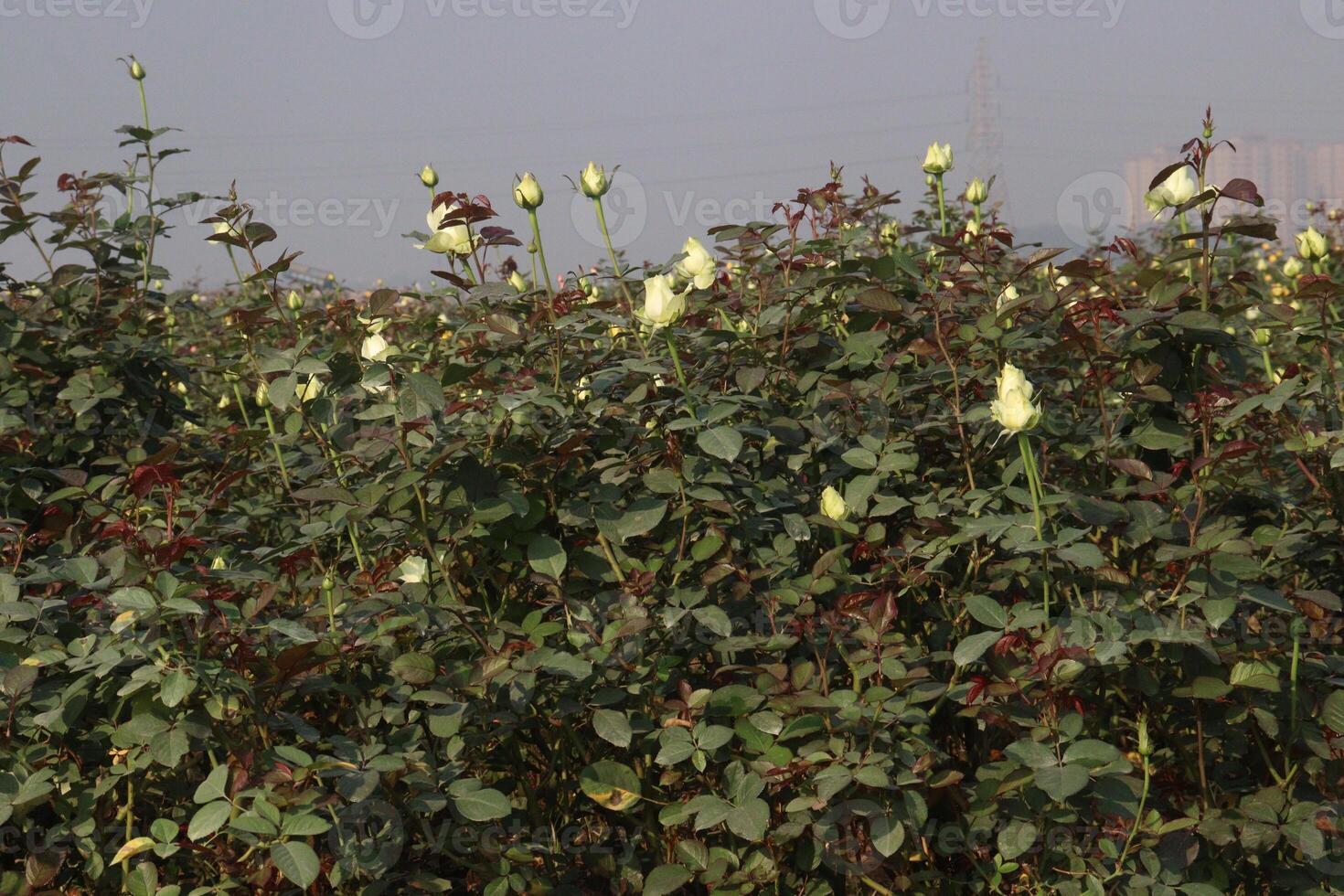 A field of white and pink roses photo