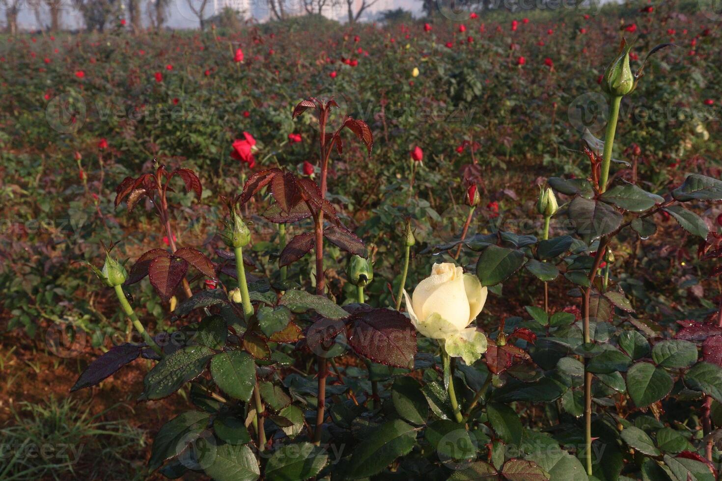 A field of red and white roses photo