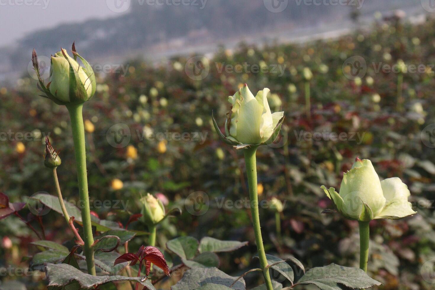 A field of white roses with green stems photo
