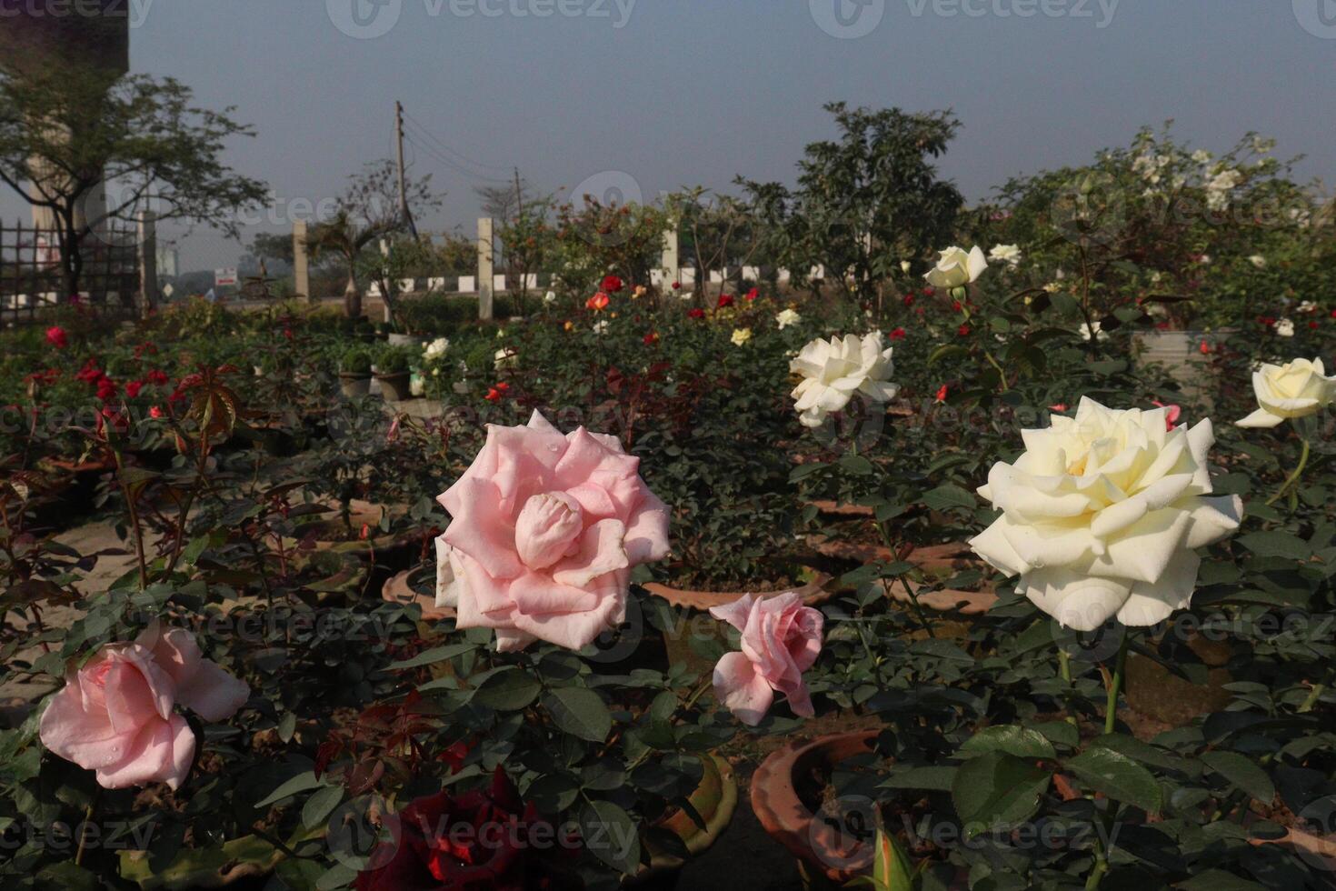 A garden full of roses in front of a building photo