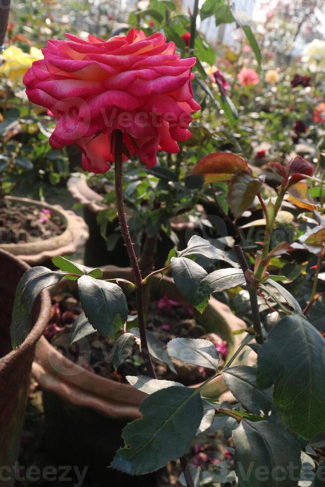 A rose in a pot with leaves and flowers photo