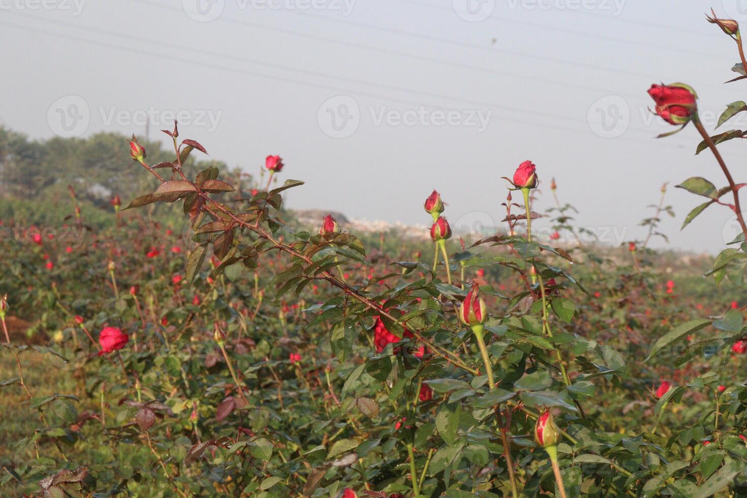 A field of red roses with a power line in the background photo