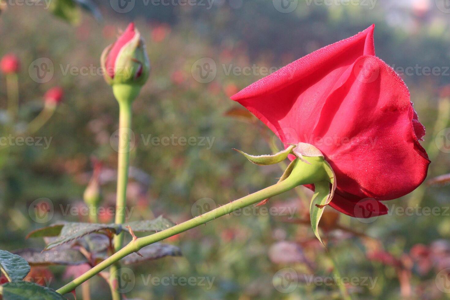 A red rose bud is growing in the middle of a field photo