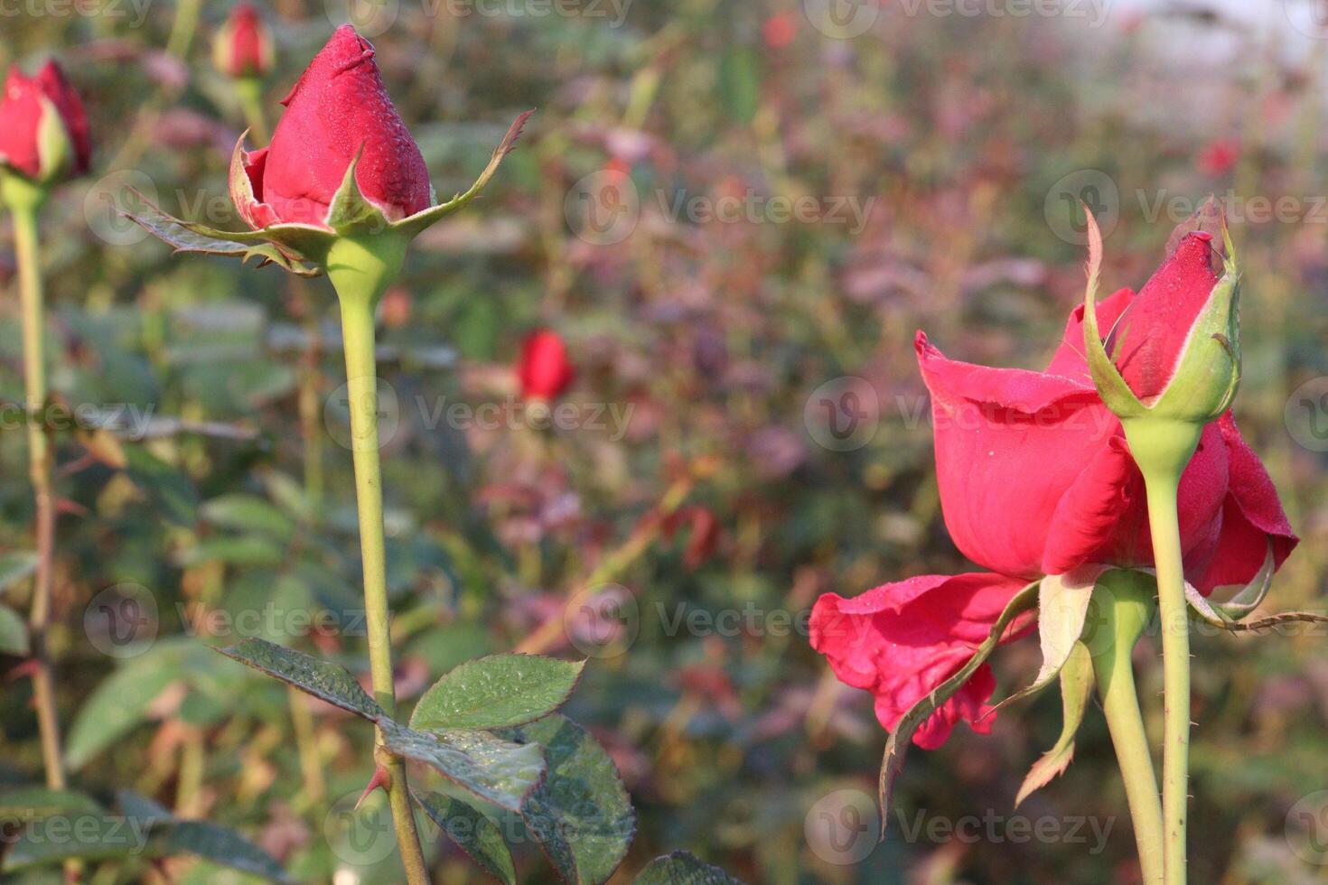 A group of red roses in a field photo