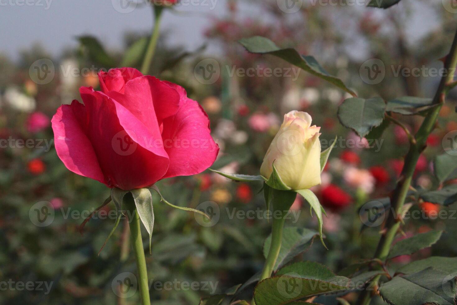 A rose in bloom in a field photo