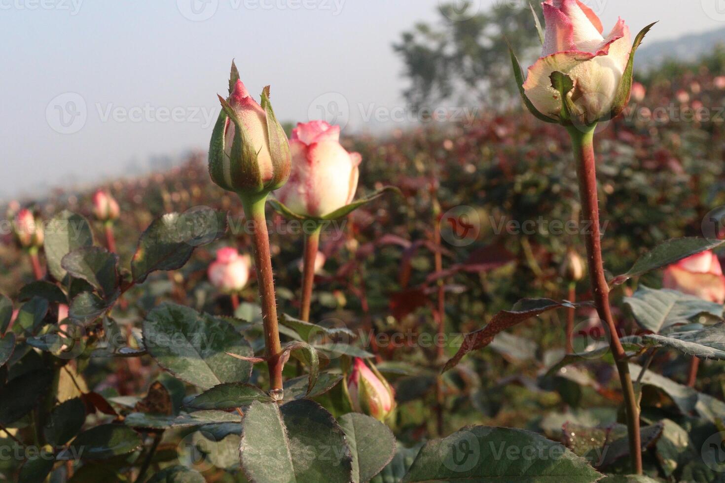 A field of pink and white roses photo