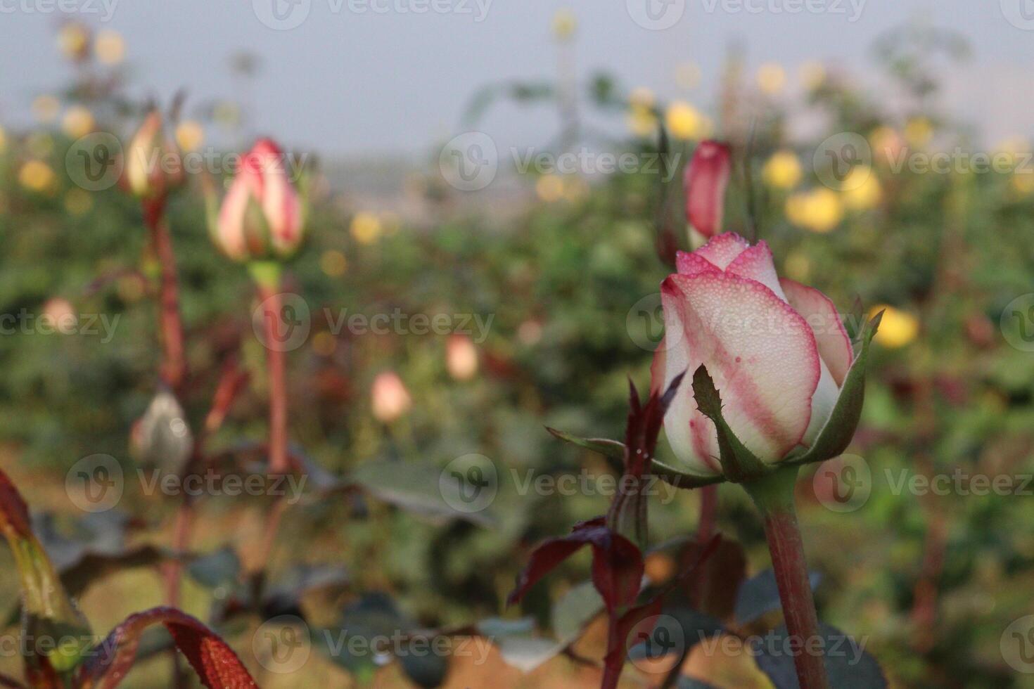 A rose in bloom with many other flowers photo