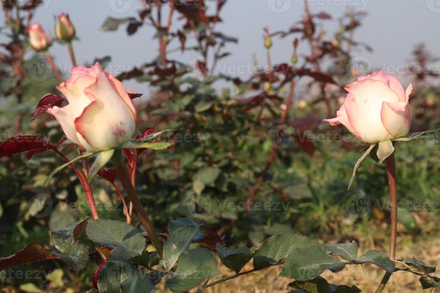 Two pink roses are growing in a field photo