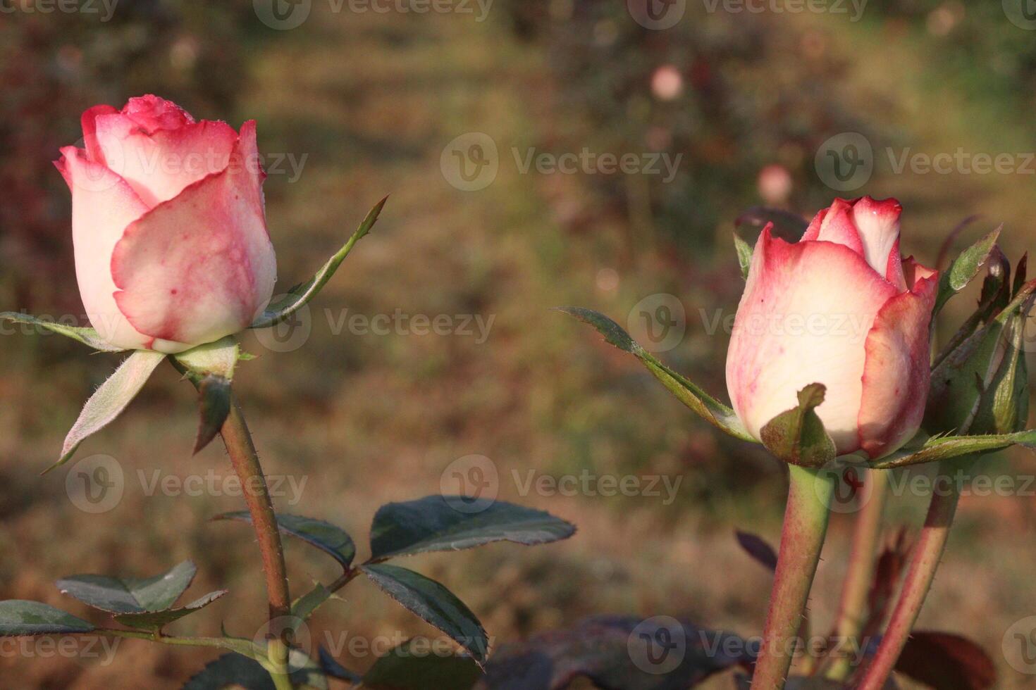Two pink roses are growing in a field photo