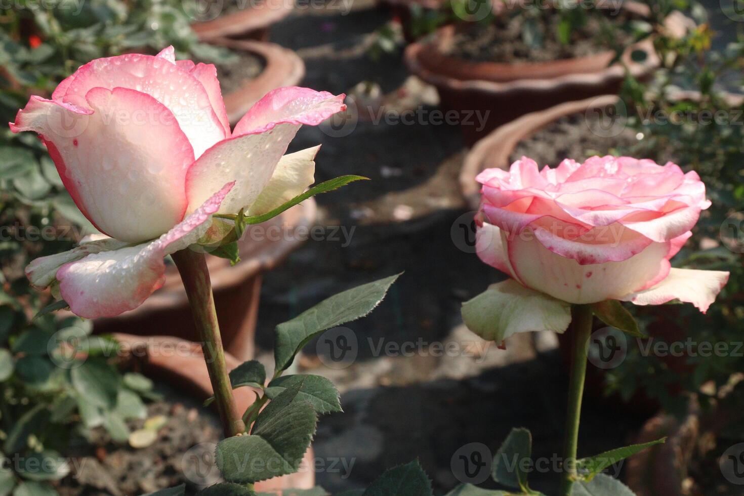 Two pink roses in pots on a patio photo