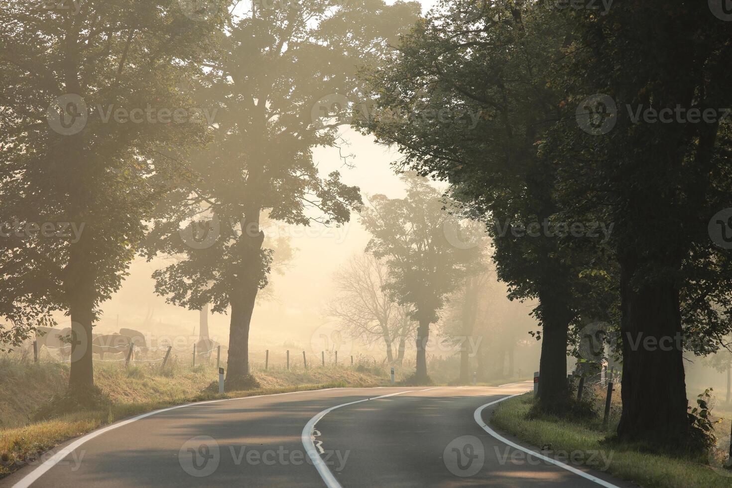 Country road through on a foggy autumn morning photo