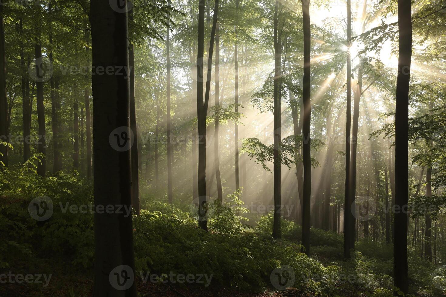 Spring beech forest after a few days of rain in a foggy morning photo
