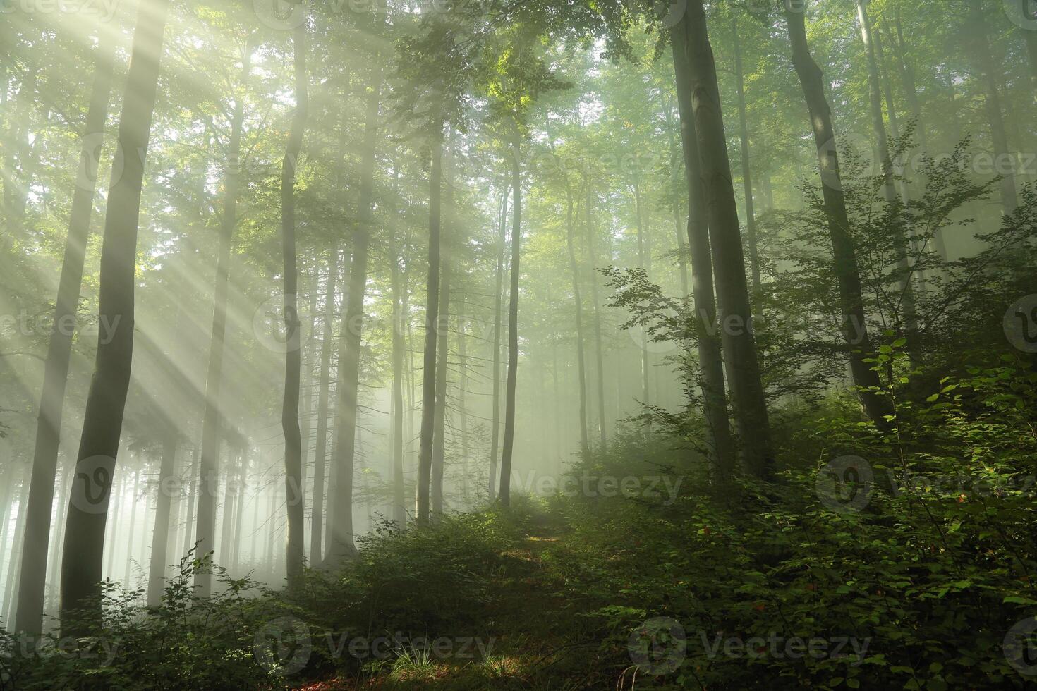 Spring beech forest in the fog photo