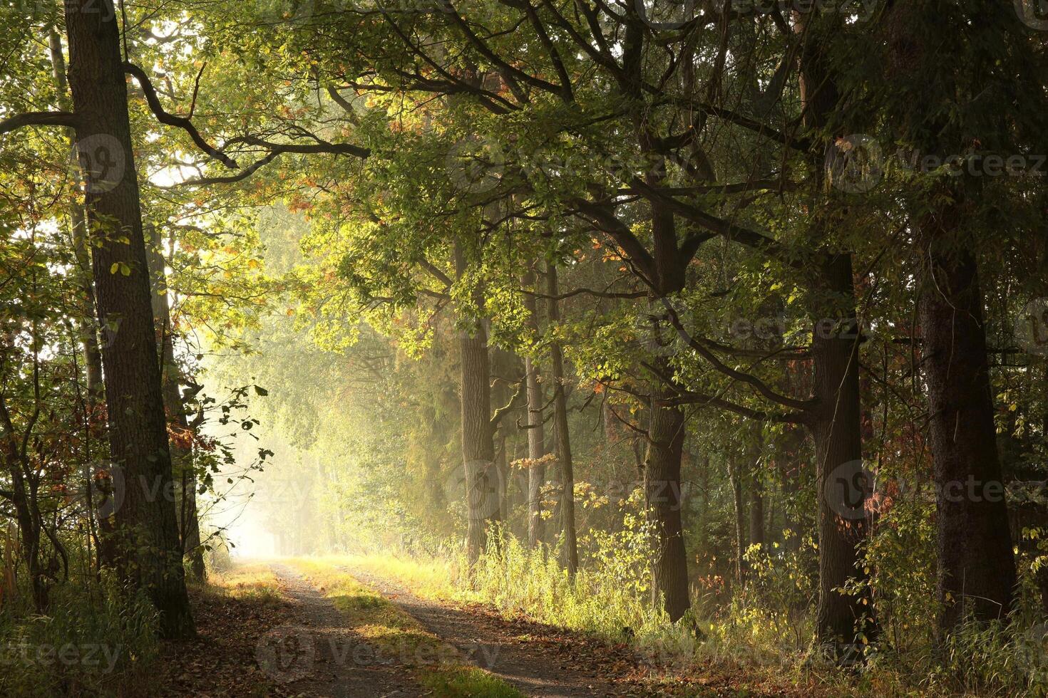 The sun's rays fall on a forest path on a foggy autumn morning photo