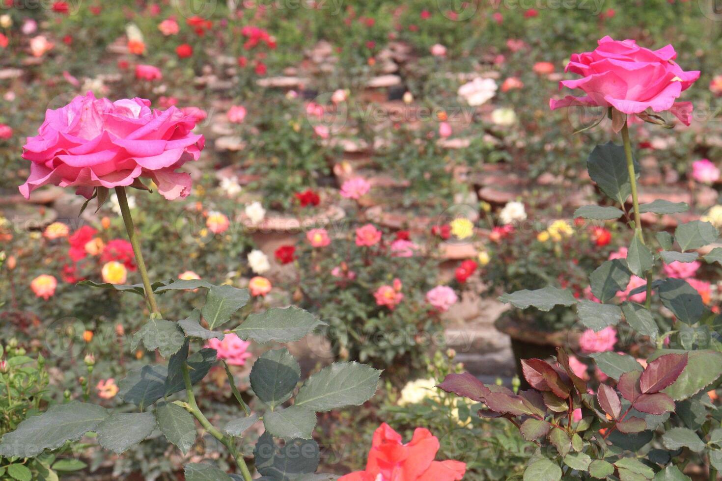 A field of pink roses photo