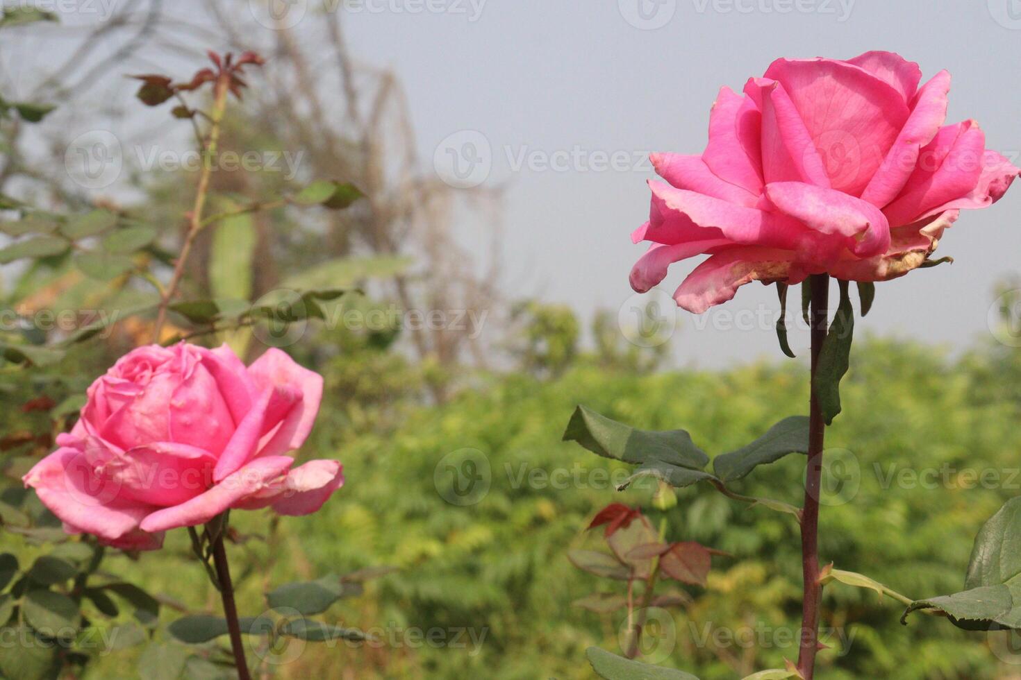 Two pink roses are blooming in a field photo