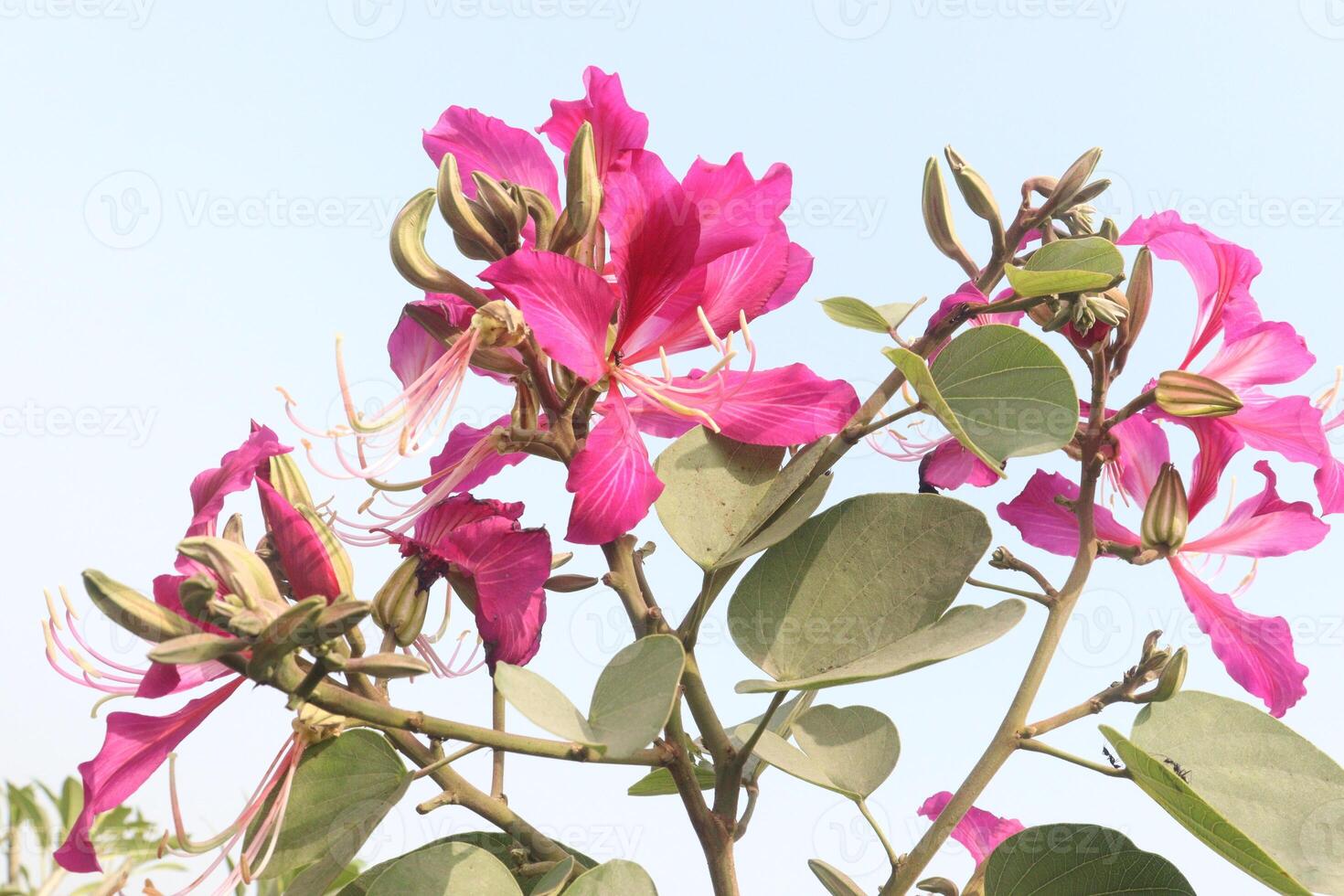 A pink flower with green leaves and a blue sky photo