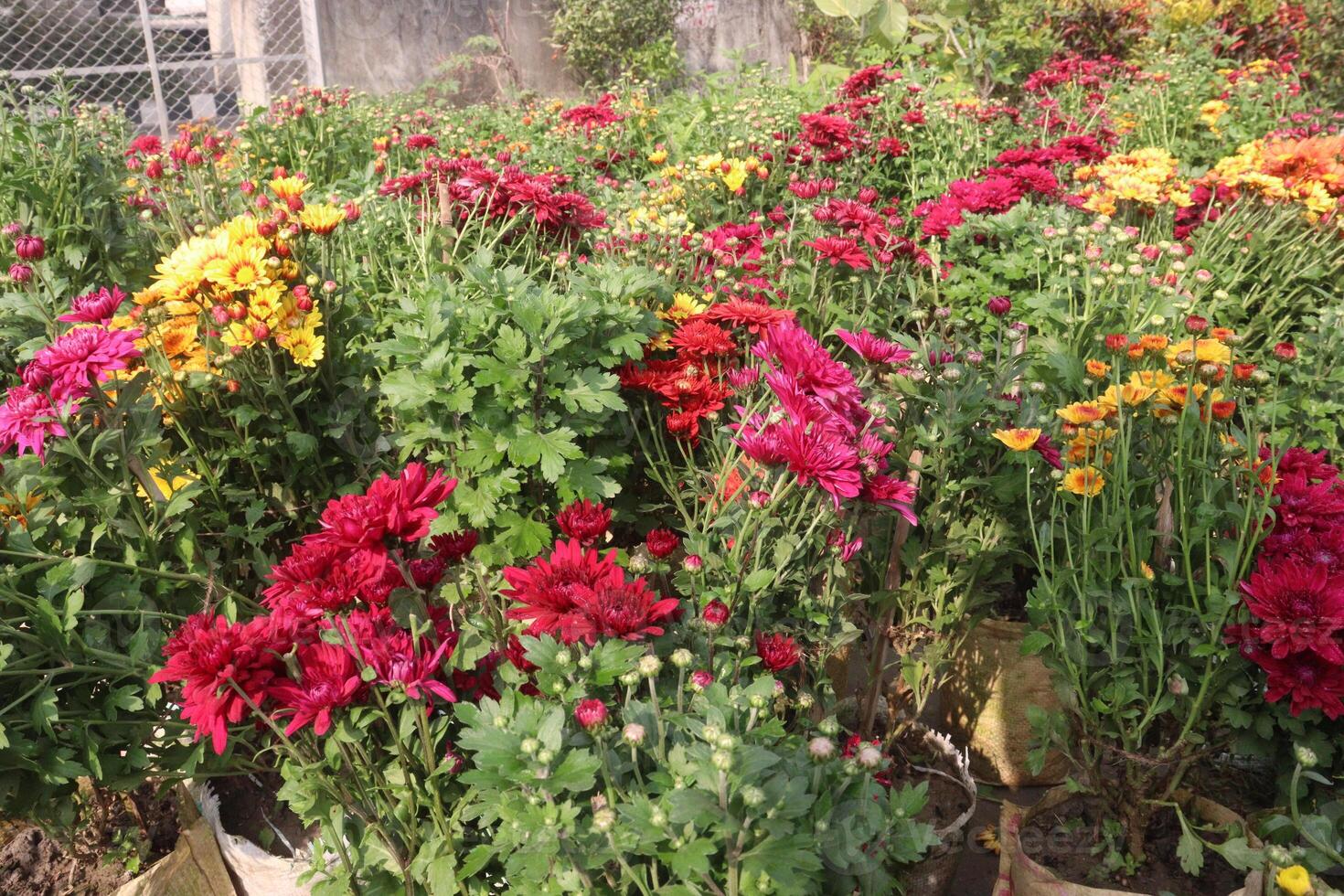 A large garden filled with colorful flowers photo