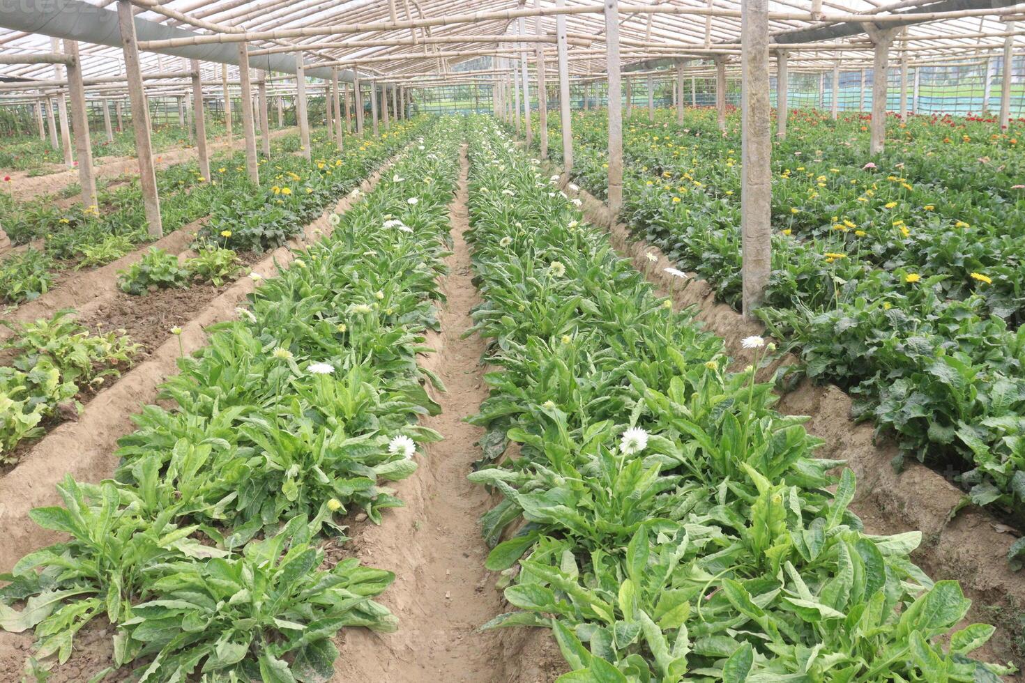 A large greenhouse with rows of plants in it photo