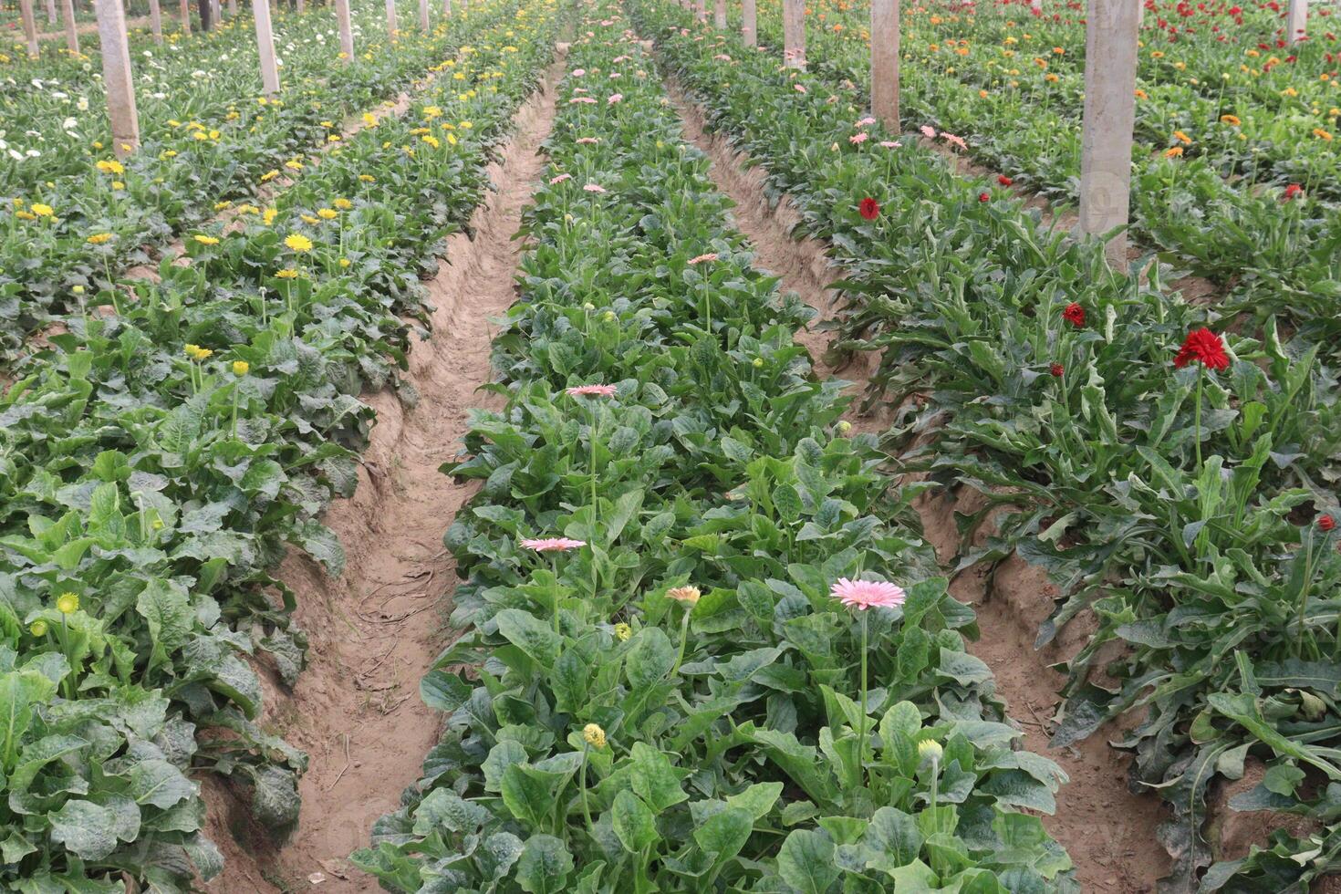 A field of flowers photo