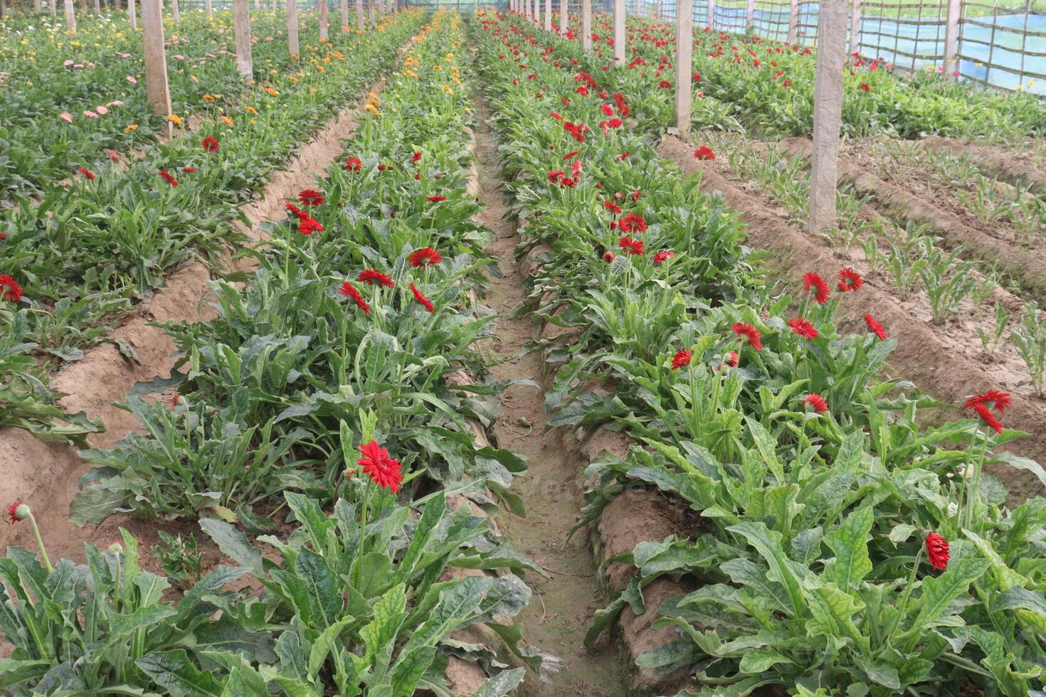 A field of red flowers photo