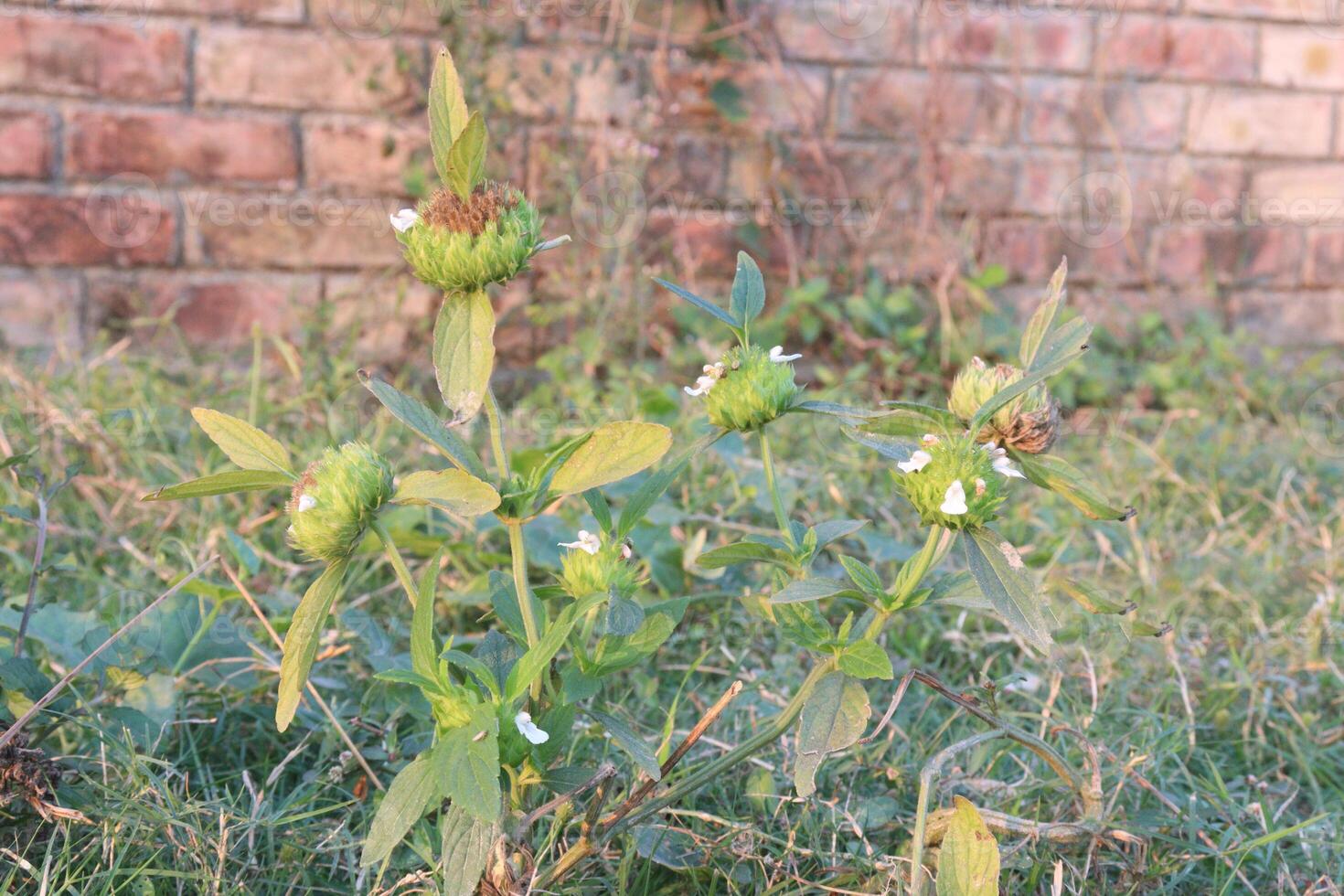 A flower growing in the grass next to a brick wall photo