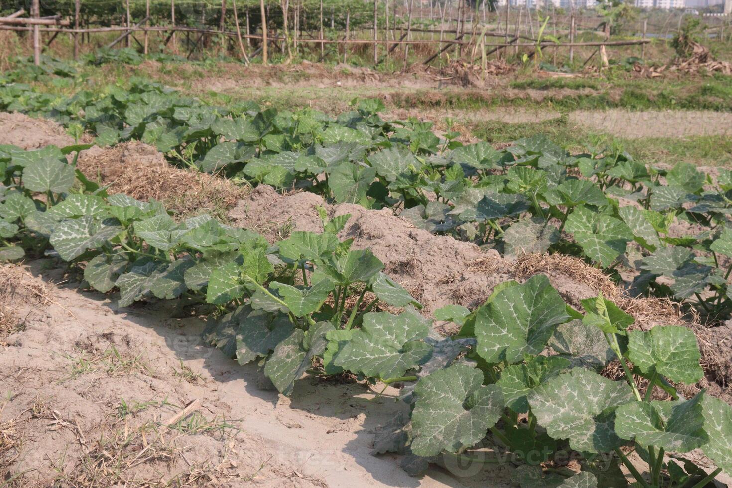 A field of green plants growing in a field photo