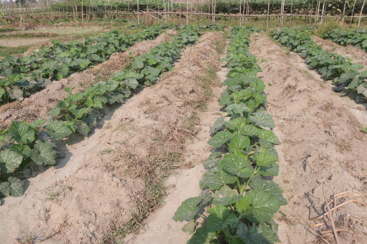 A field of green plants growing in the dirt photo