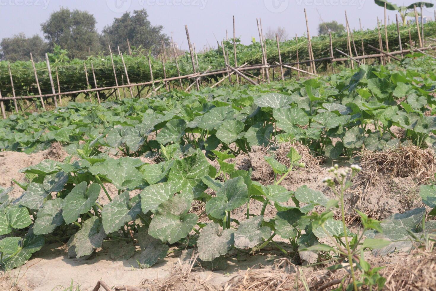 A field of green plants growing in a dirt field photo