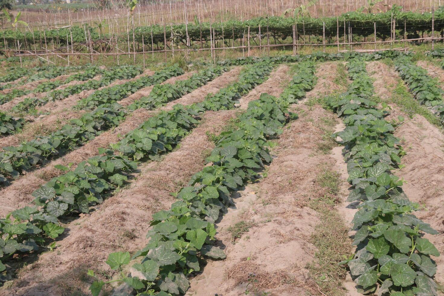 A field of green beans growing in the middle of a field photo