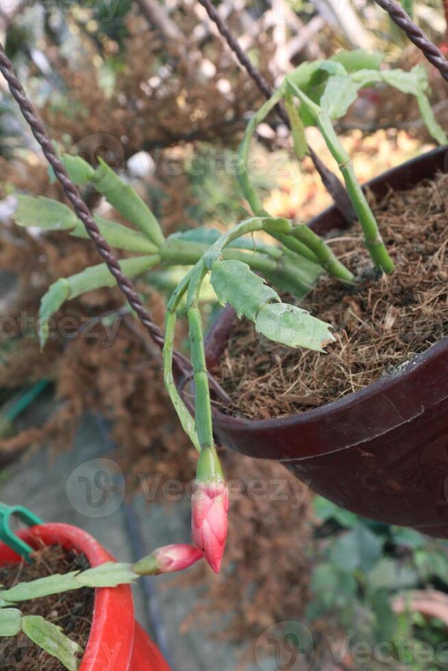 A flower in a pot photo